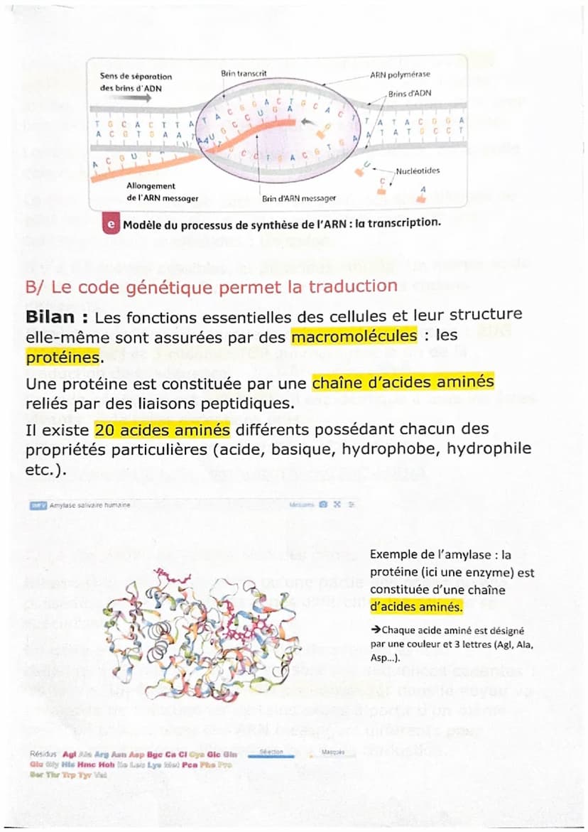 A/ L'ARN messager, lien entre le noyau et le cytoplasme
Bilan: Chez les eucaryotes, l'ADN est toujours localisé dans le
noyau cellulaire. A 