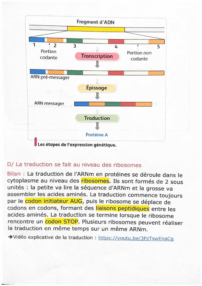 A/ L'ARN messager, lien entre le noyau et le cytoplasme
Bilan: Chez les eucaryotes, l'ADN est toujours localisé dans le
noyau cellulaire. A 