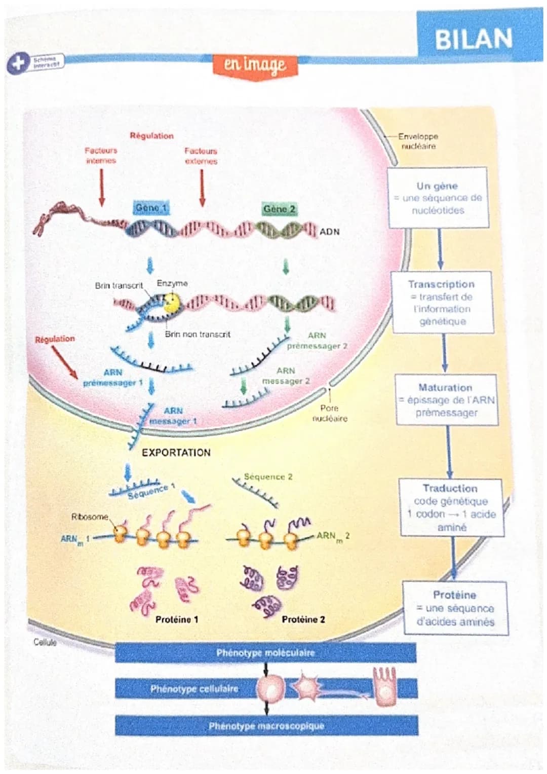 A/ L'ARN messager, lien entre le noyau et le cytoplasme
Bilan: Chez les eucaryotes, l'ADN est toujours localisé dans le
noyau cellulaire. A 