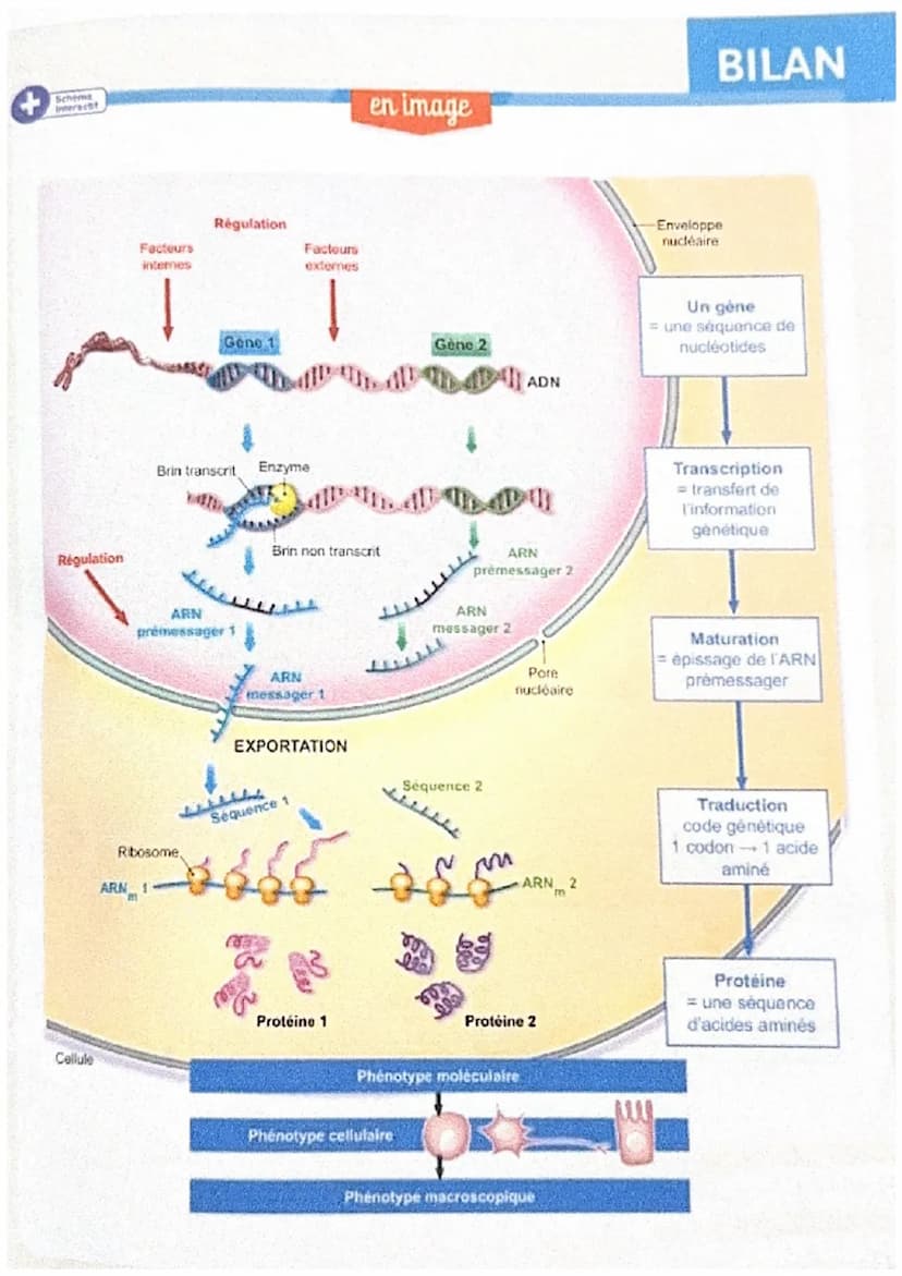 A/ L'ARN messager, lien entre le noyau et le cytoplasme
Bilan: Chez les eucaryotes, l'ADN est toujours localisé dans le
noyau cellulaire. A 