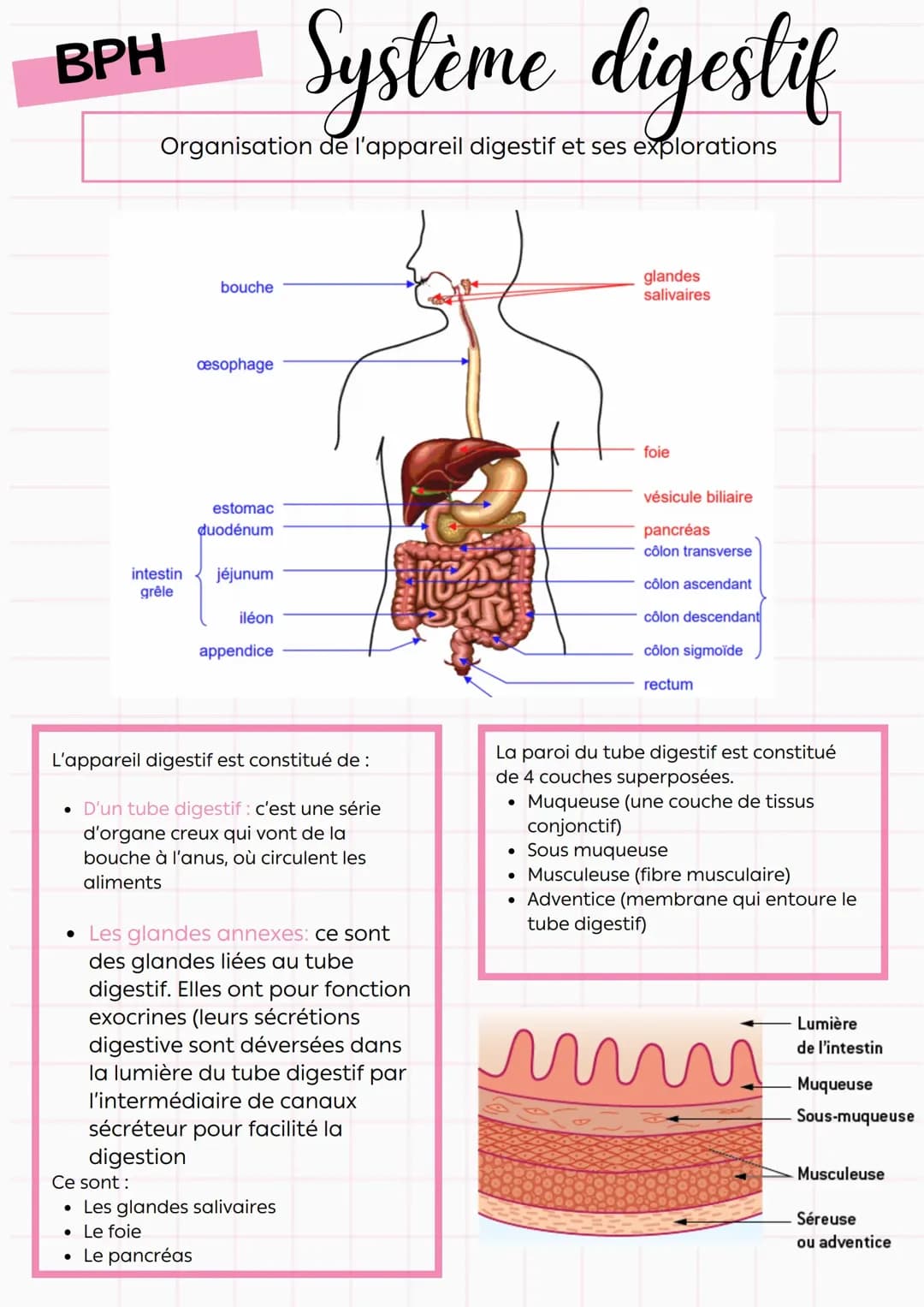 Le système digestif et la fibroscopie