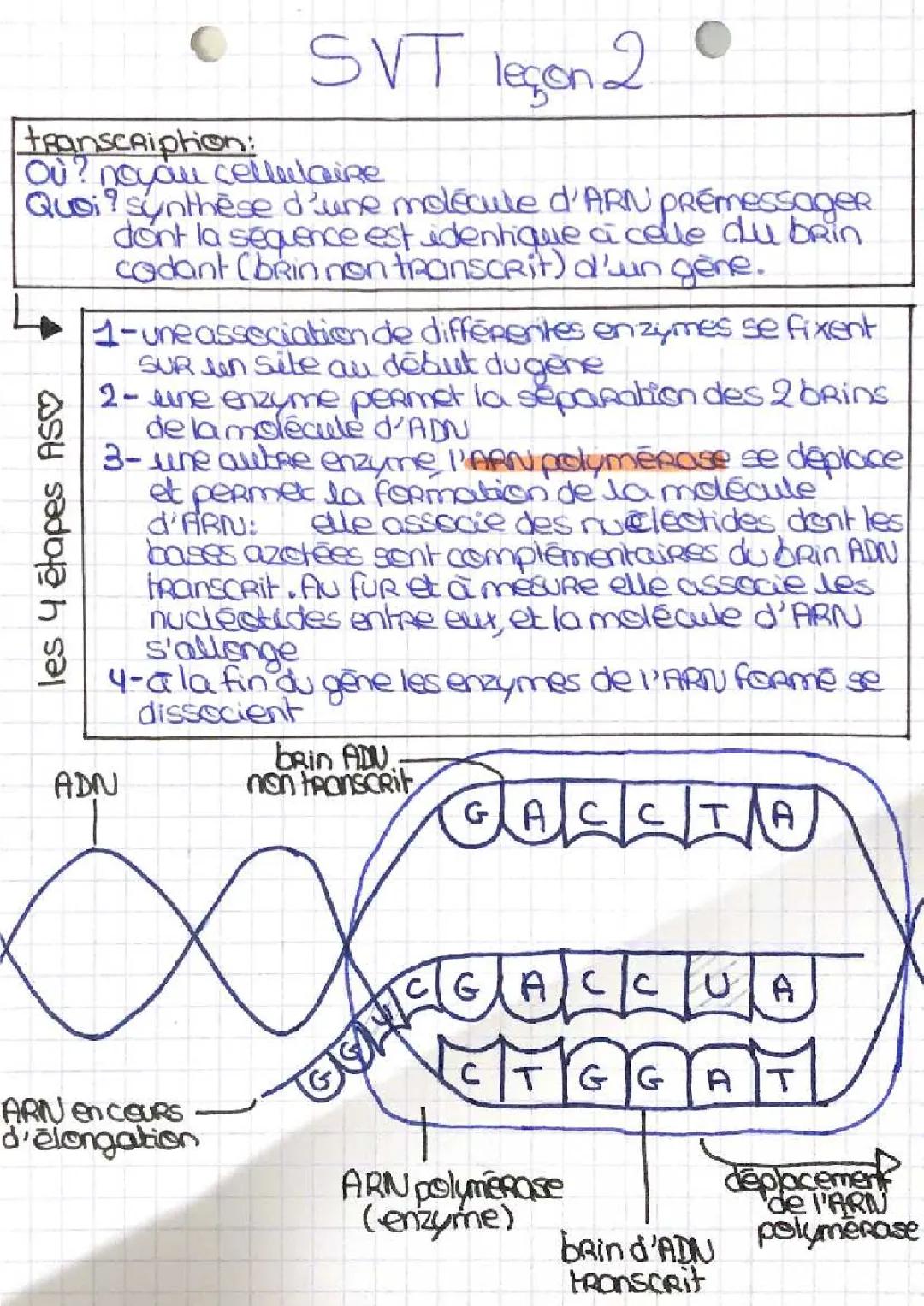 Transcription et Traduction de l'ADN en SVT 1ère Spé