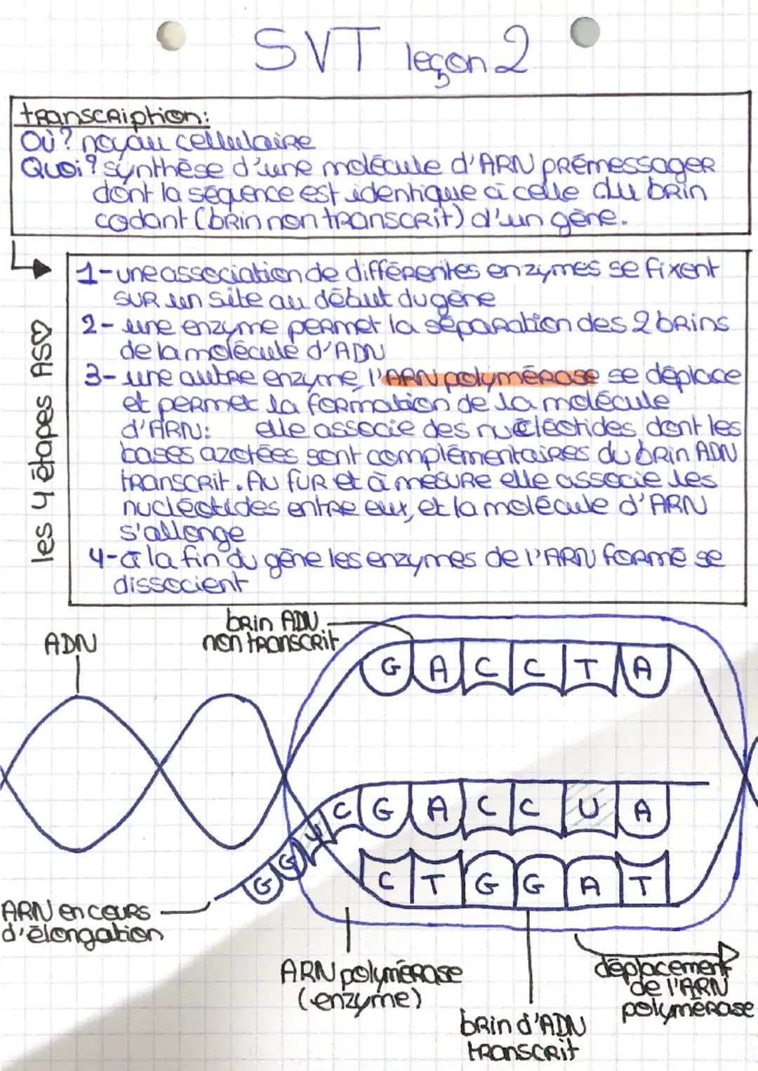 SVT leçon 2
transcription:
Où ? noyau cellulaire
Quoi? synthèse d'une molécule d'ARN PRémessageR
dont la sequence est identique à celle du b