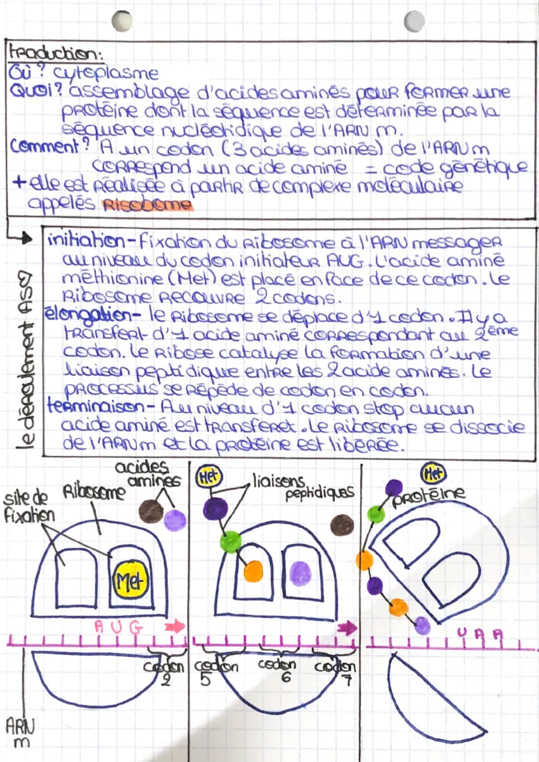 SVT leçon 2
transcription:
Où ? noyau cellulaire
Quoi? synthèse d'une molécule d'ARN PRémessageR
dont la sequence est identique à celle du b