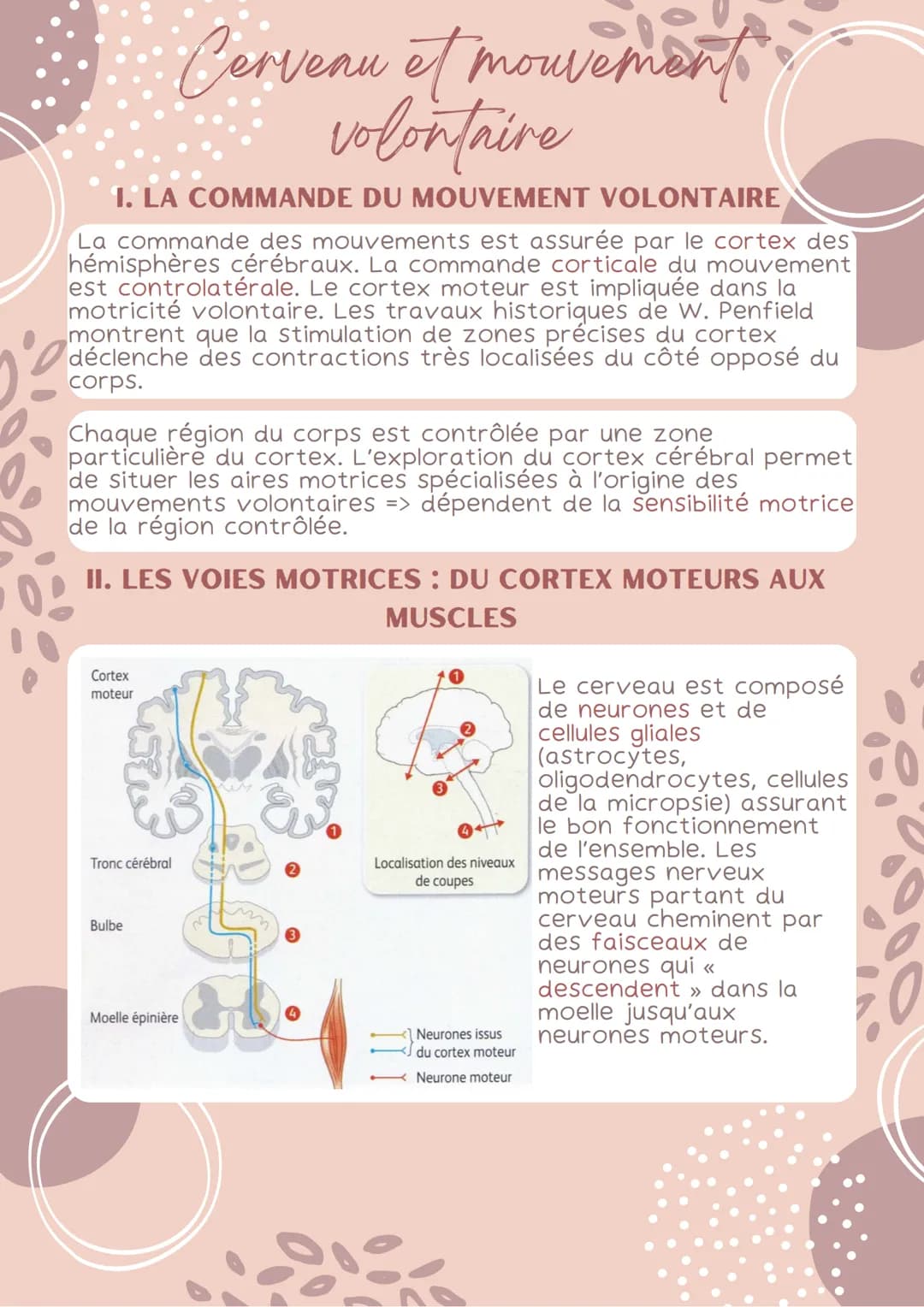1. LA COMMANDE DU MOUVEMENT VOLONTAIRE
La commande des mouvements est assurée par le cortex des
hémisphères cérébraux. La commande corticale