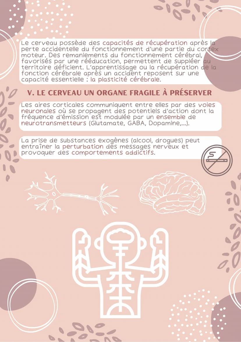 1. LA COMMANDE DU MOUVEMENT VOLONTAIRE
La commande des mouvements est assurée par le cortex des
hémisphères cérébraux. La commande corticale