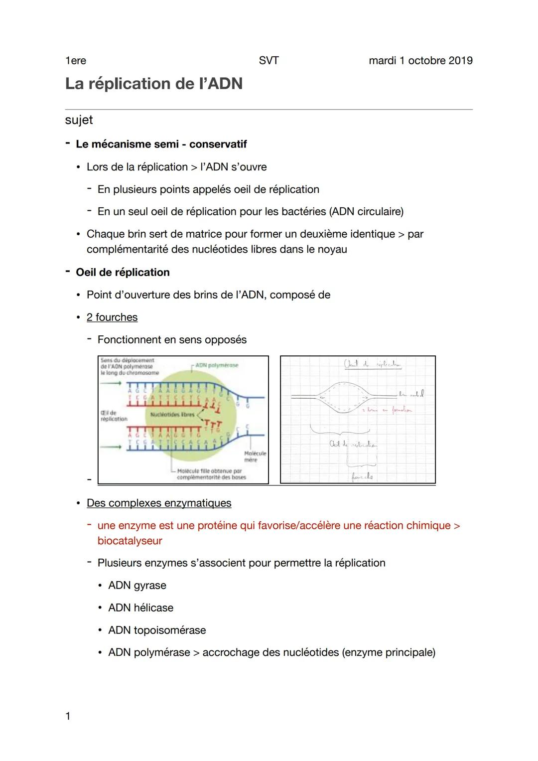 1ere
La réplication de l'ADN
sujet
- Le mécanisme semi - conservatif
1
●
• Lors de la réplication > l'ADN s'ouvre
-En plusieurs points appel