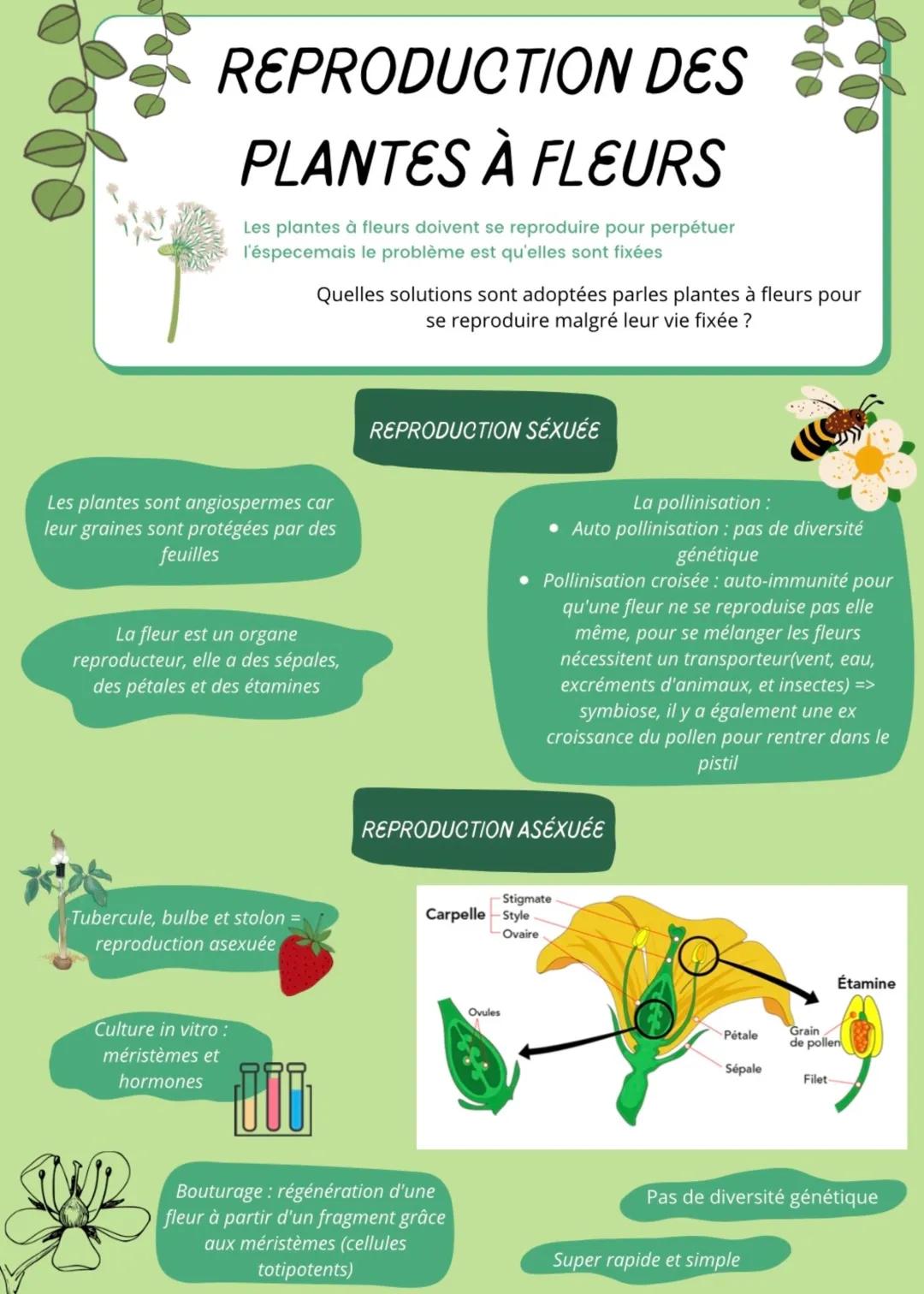 Plantes à fleurs 