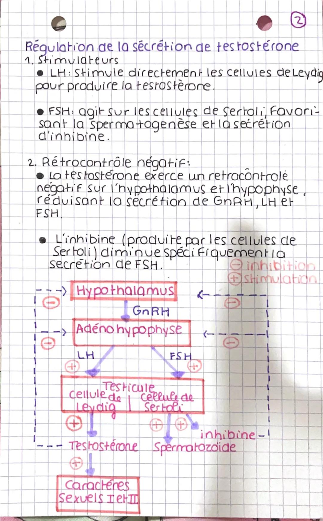 Chp 7 Regullottian della fonction
reproductrice
1. Complexe hypothalamo-hypophysaire.
Localisation et structure
Localisation: (Le complexe h