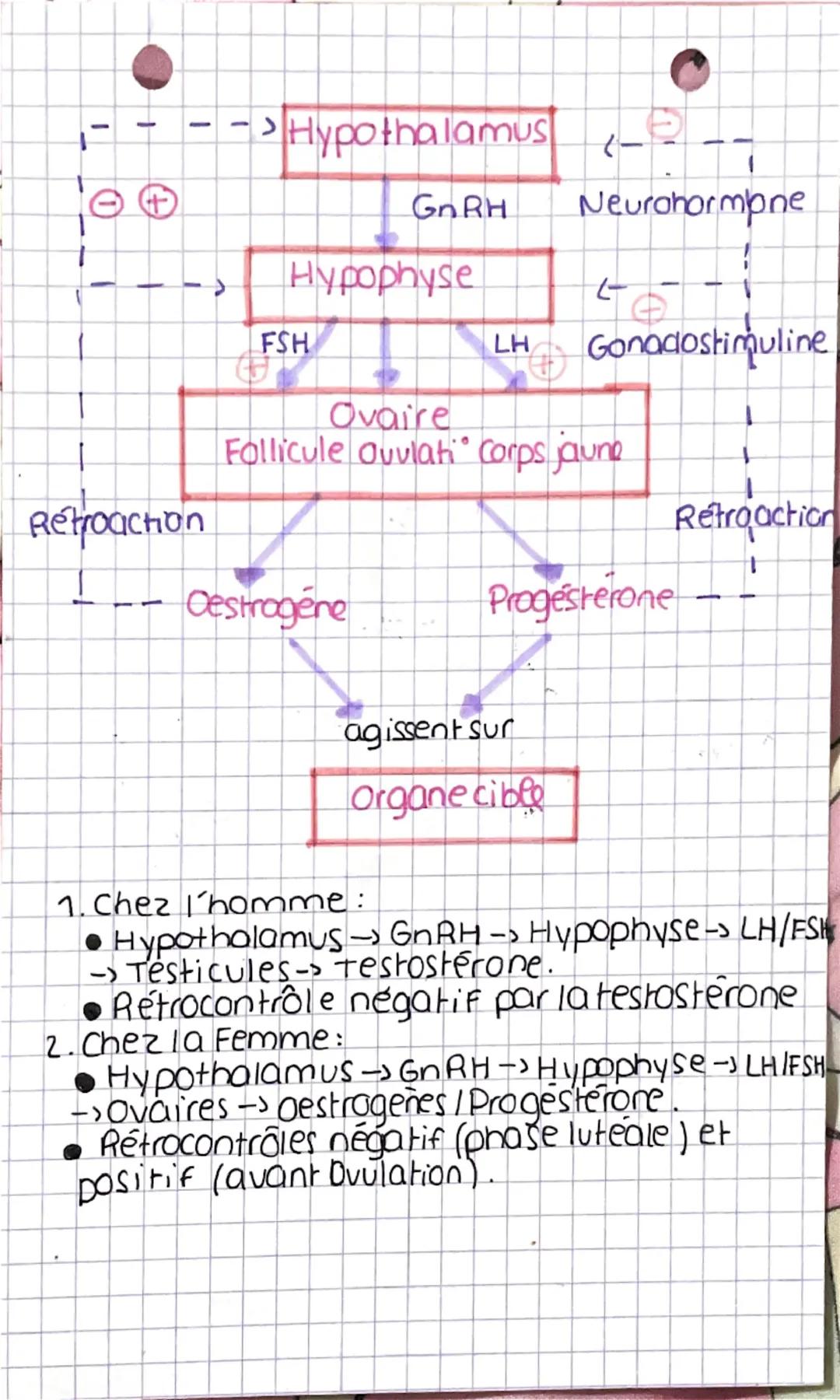 Chp 7 Regullottian della fonction
reproductrice
1. Complexe hypothalamo-hypophysaire.
Localisation et structure
Localisation: (Le complexe h