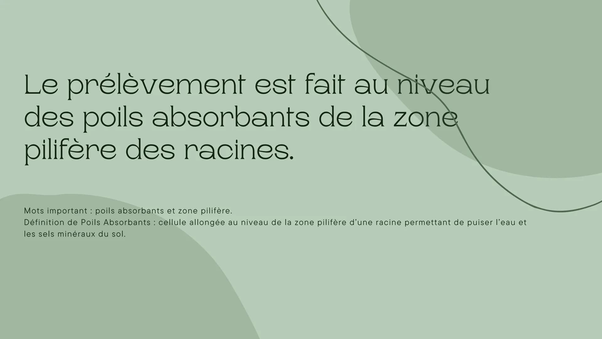 Leçon du
développement
des végétaux
Chapitre de la nutrition chez les végétaux 5ème Les végétaux prélèvent de l'eau et de
sels minéraux dans