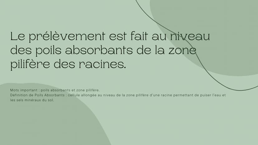 Leçon du
développement
des végétaux
Chapitre de la nutrition chez les végétaux 5ème Les végétaux prélèvent de l'eau et de
sels minéraux dans