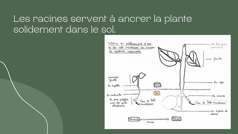 Leçon du
développement
des végétaux
Chapitre de la nutrition chez les végétaux 5ème Les végétaux prélèvent de l'eau et de
sels minéraux dans