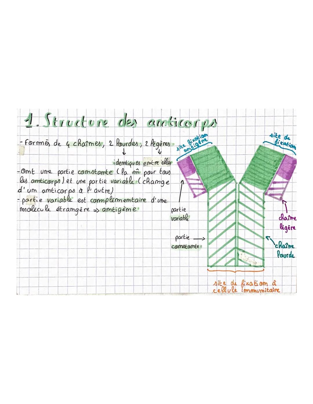 1. Structure des anticorps
- formes de 4 chaîmes, 2 lourdes, 2 légères
↓
↓
identiques entre elles
pour
tous
-Omt ume partie comstamte (la m
