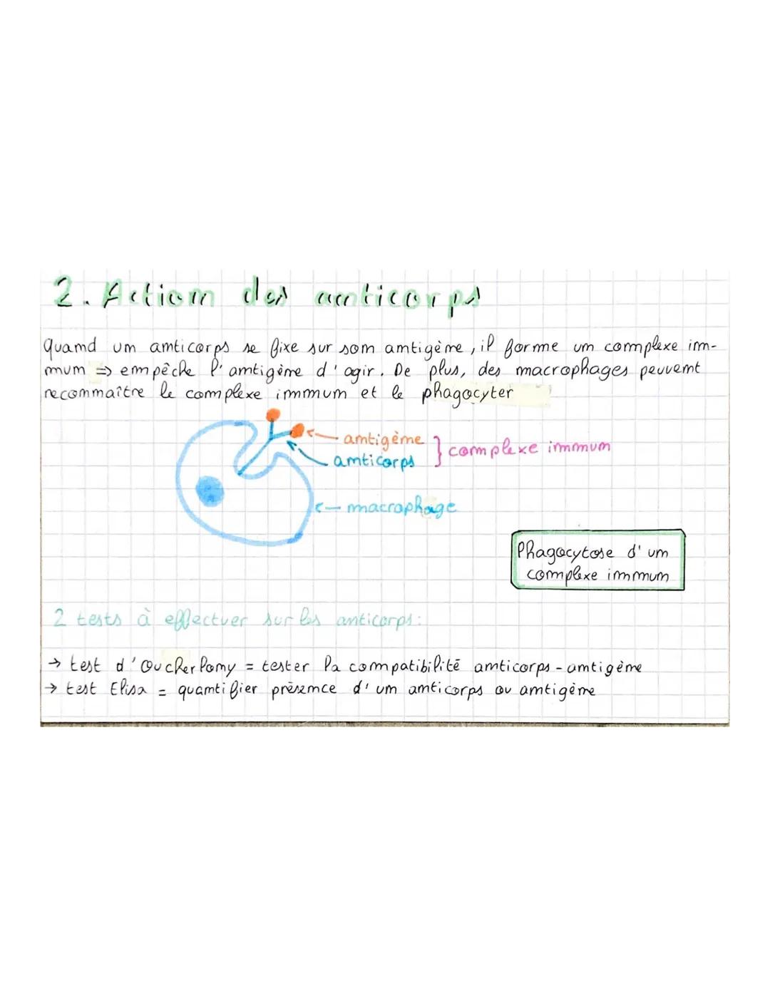 1. Structure des anticorps
- formes de 4 chaîmes, 2 lourdes, 2 légères
↓
↓
identiques entre elles
pour
tous
-Omt ume partie comstamte (la m
