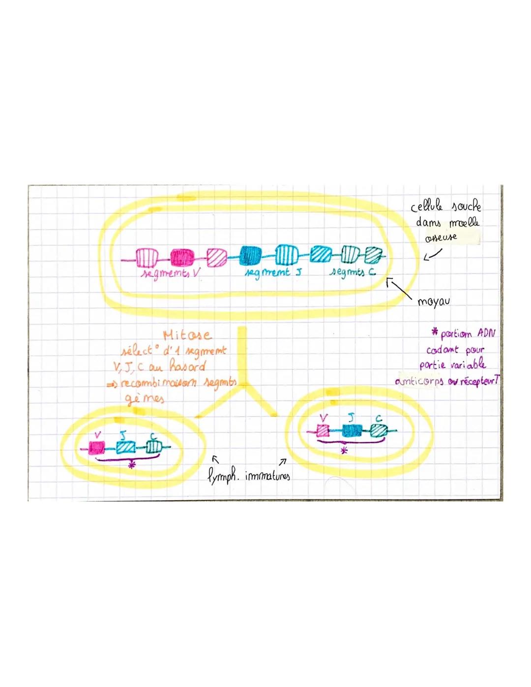 1. Structure des anticorps
- formes de 4 chaîmes, 2 lourdes, 2 légères
↓
↓
identiques entre elles
pour
tous
-Omt ume partie comstamte (la m
