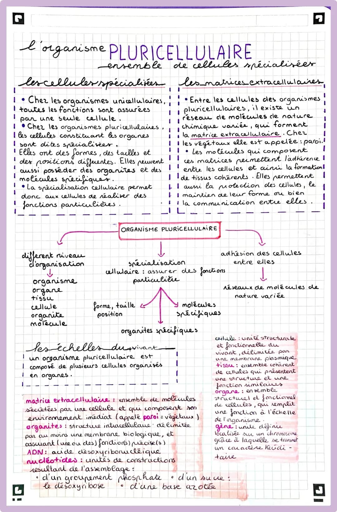 l'organisme PLURICELLULAIRE
ensemble
les cellules spécialisées, les matrices extracellulaires,
Chez les organismes unicellulaires, • Entre l