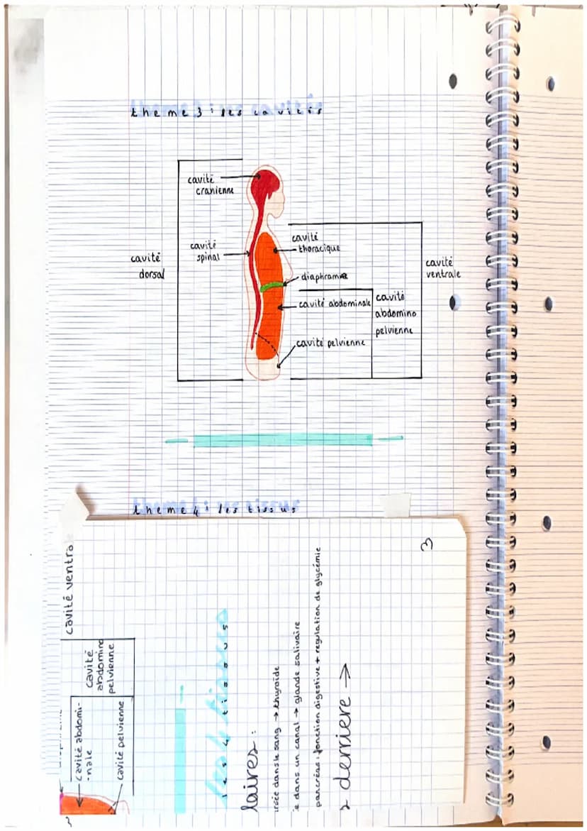 L hapitr
d
el
cellules
tissus ensemble
1
ATOMES
MOLECULES
CELLULES
T15545
ORGANES
APPAREILS SYSTEME 5
ORGANISME
gan
DI
nm↑
nm
μm
mm.
cm
cm
o
