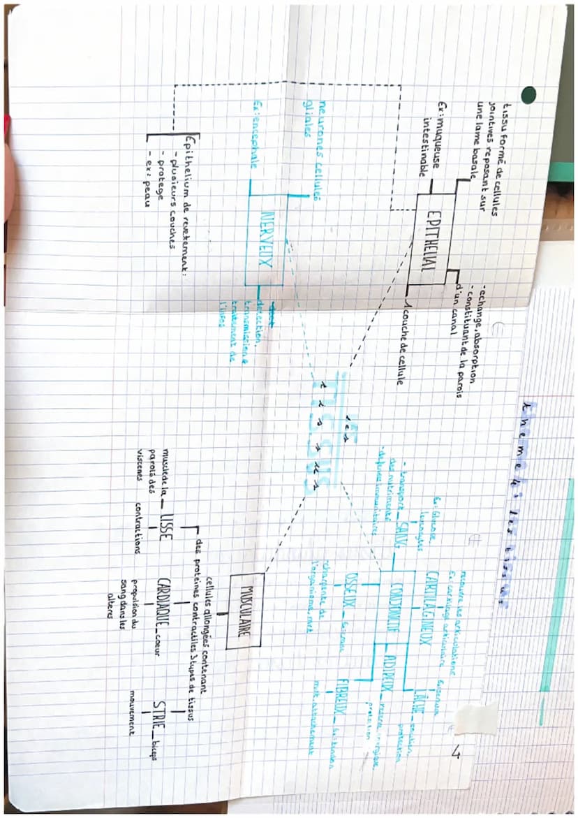 L hapitr
d
el
cellules
tissus ensemble
1
ATOMES
MOLECULES
CELLULES
T15545
ORGANES
APPAREILS SYSTEME 5
ORGANISME
gan
DI
nm↑
nm
μm
mm.
cm
cm
o