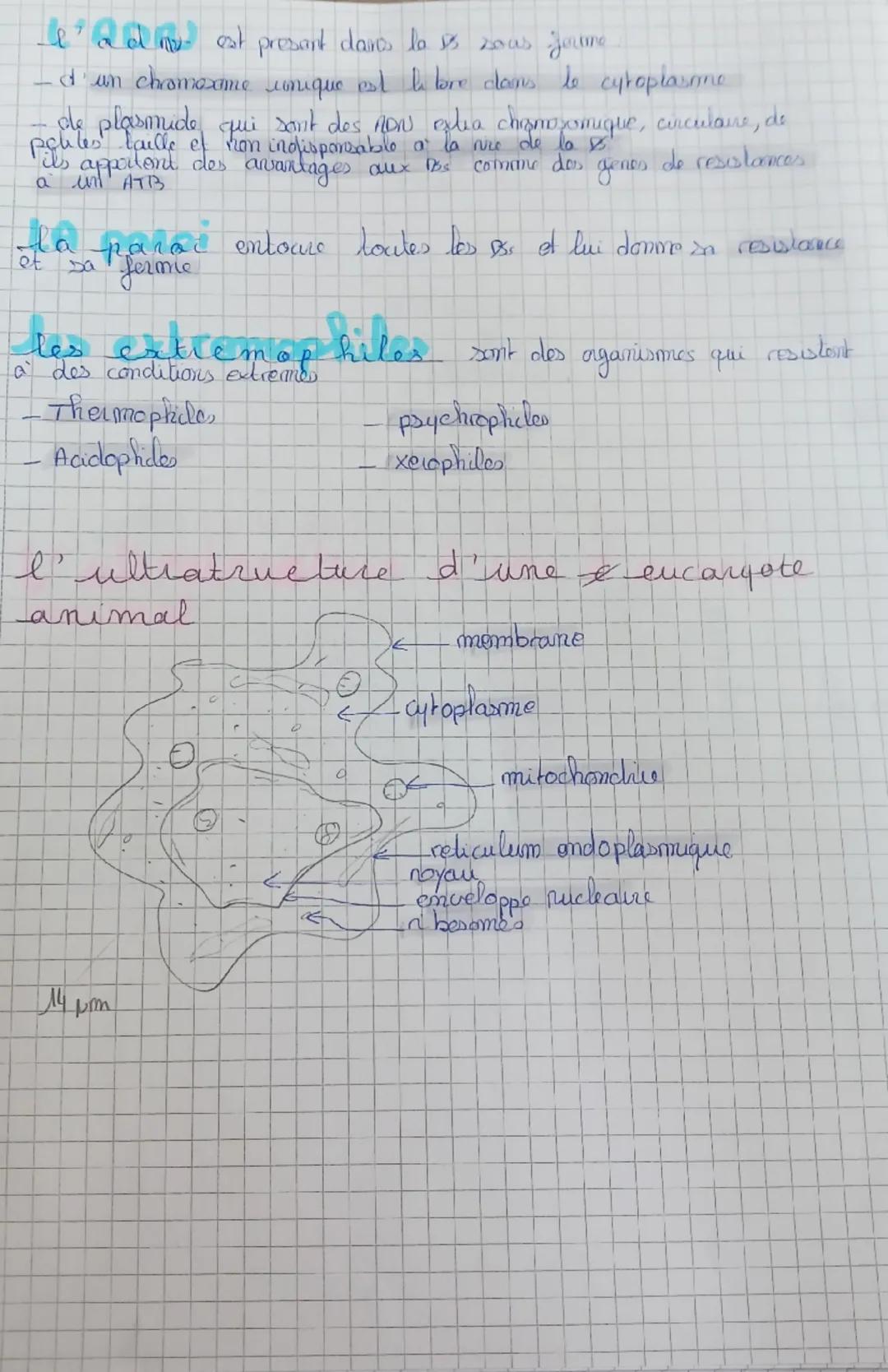 b
b
b3
structure des organismes procarpates.
et
encargote
la cellule encargote
définition
fine & excaryote est une & qui possède un noyau po