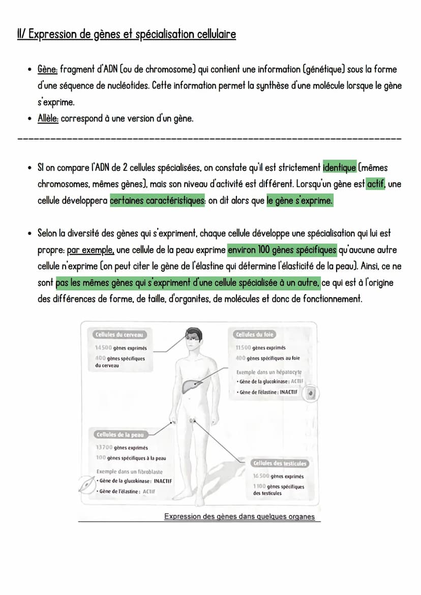 SVT
LADN, support de l'information génétique,
Introduction: Toutes les cellules d'un organisme pluricellulaire possèdent la même information
