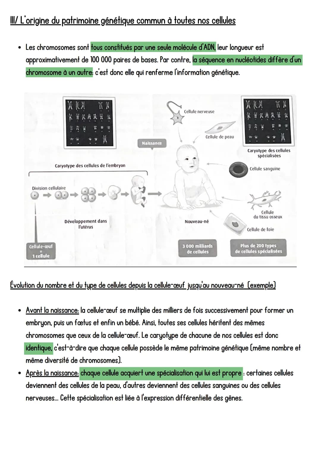 SVT
LADN, support de l'information génétique,
Introduction: Toutes les cellules d'un organisme pluricellulaire possèdent la même information