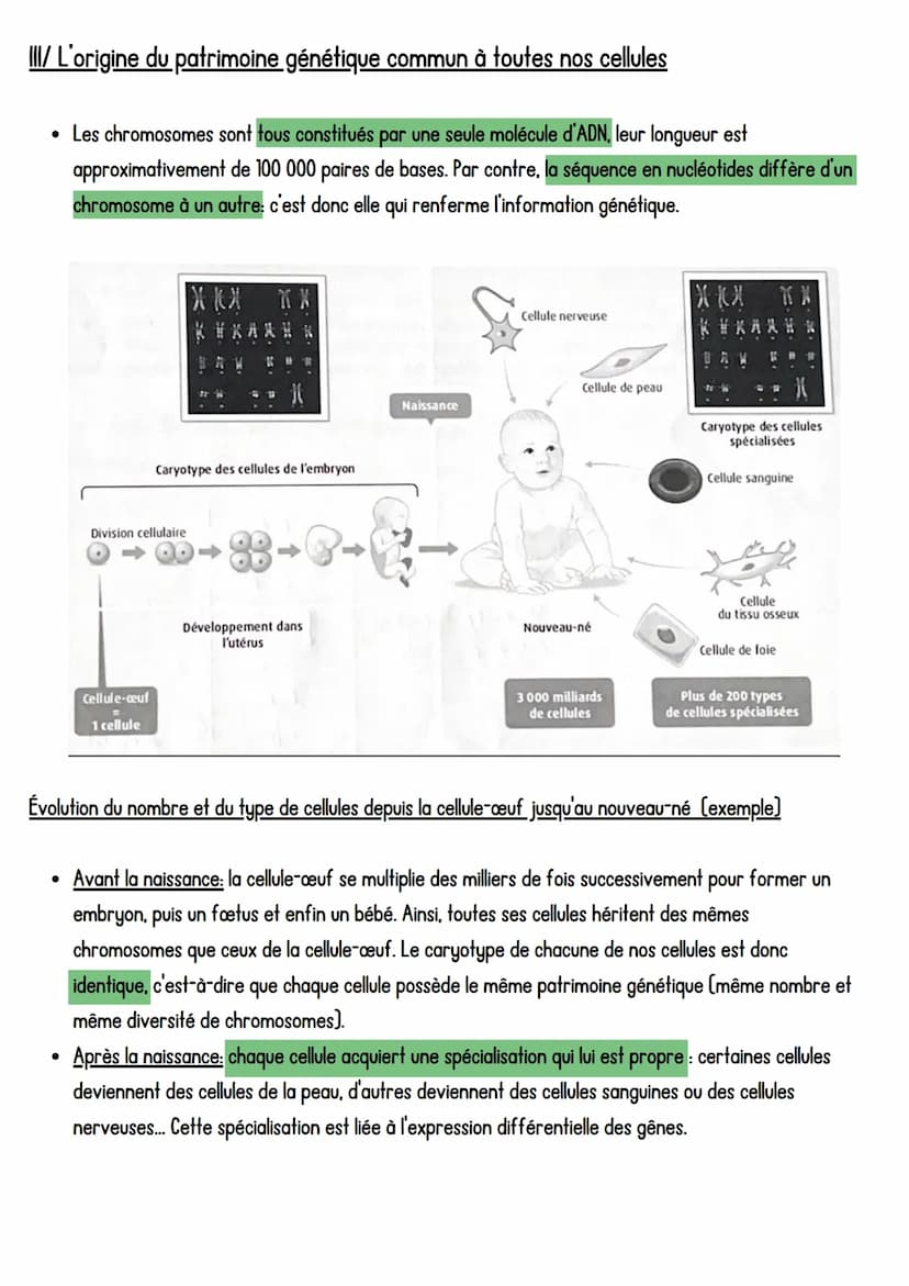 SVT
LADN, support de l'information génétique,
Introduction: Toutes les cellules d'un organisme pluricellulaire possèdent la même information