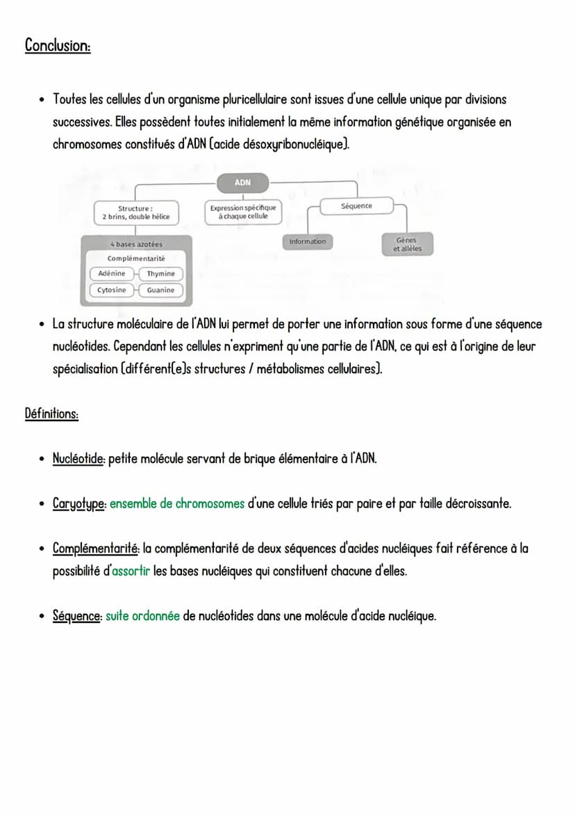 SVT
LADN, support de l'information génétique,
Introduction: Toutes les cellules d'un organisme pluricellulaire possèdent la même information