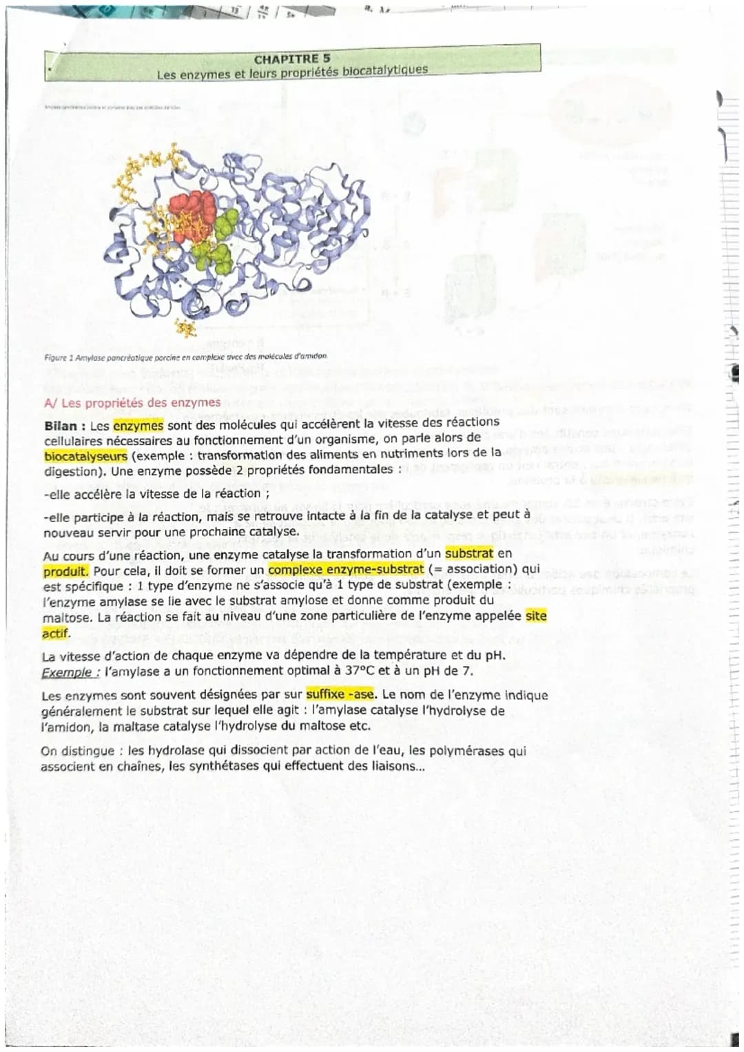 Découvrons les Propriétés Biocatalytiques des Enzymes et leur Interaction Unique avec les Substrats !
