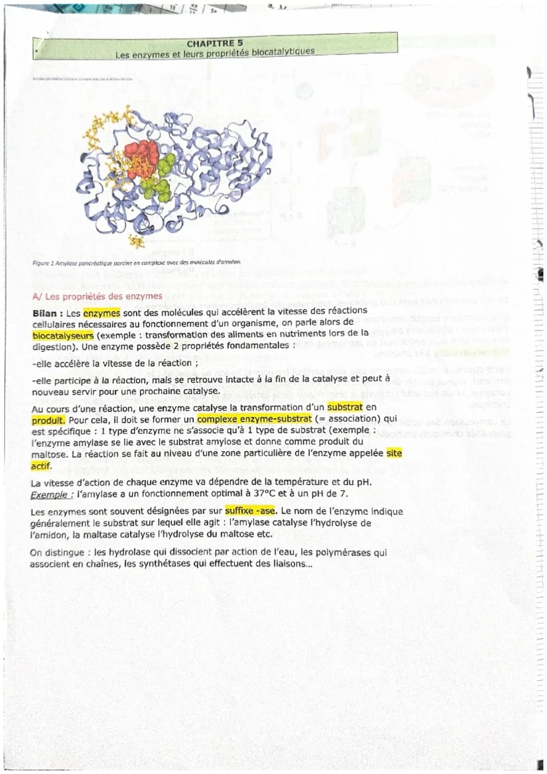 CHAPITRE 5
Les enzymes et leurs propriétés biocatalytiques
Figure 1 Amylase pancréatique porcine en complexe avec des molécules d'amidon.
A/