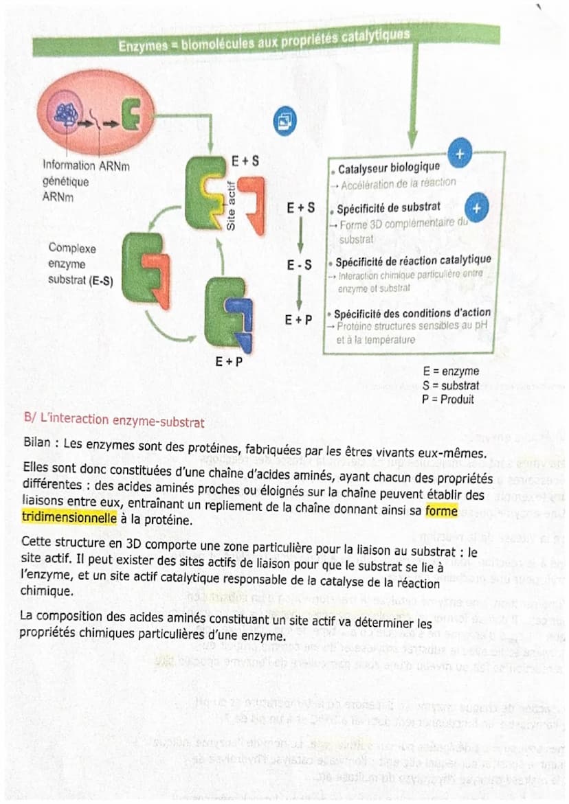 CHAPITRE 5
Les enzymes et leurs propriétés biocatalytiques
Figure 1 Amylase pancréatique porcine en complexe avec des molécules d'amidon.
A/
