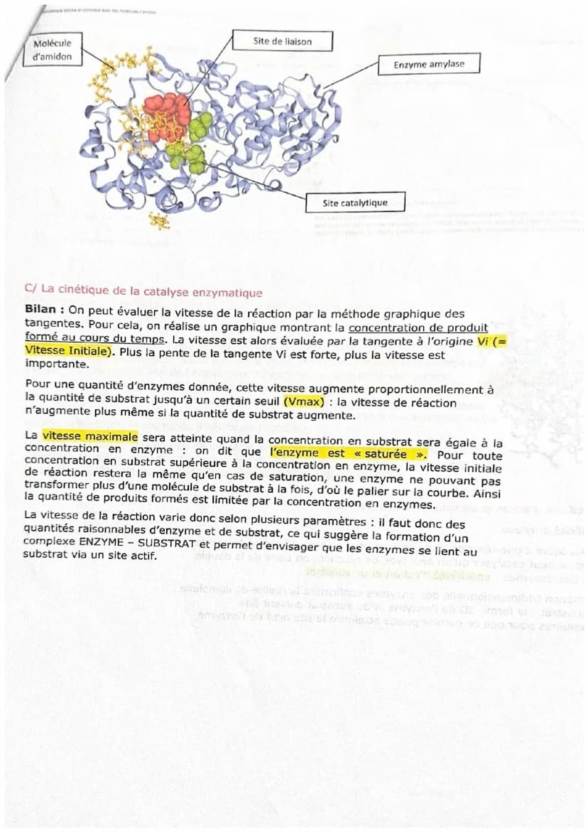 CHAPITRE 5
Les enzymes et leurs propriétés biocatalytiques
Figure 1 Amylase pancréatique porcine en complexe avec des molécules d'amidon.
A/