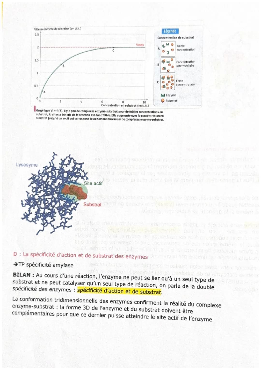 CHAPITRE 5
Les enzymes et leurs propriétés biocatalytiques
Figure 1 Amylase pancréatique porcine en complexe avec des molécules d'amidon.
A/