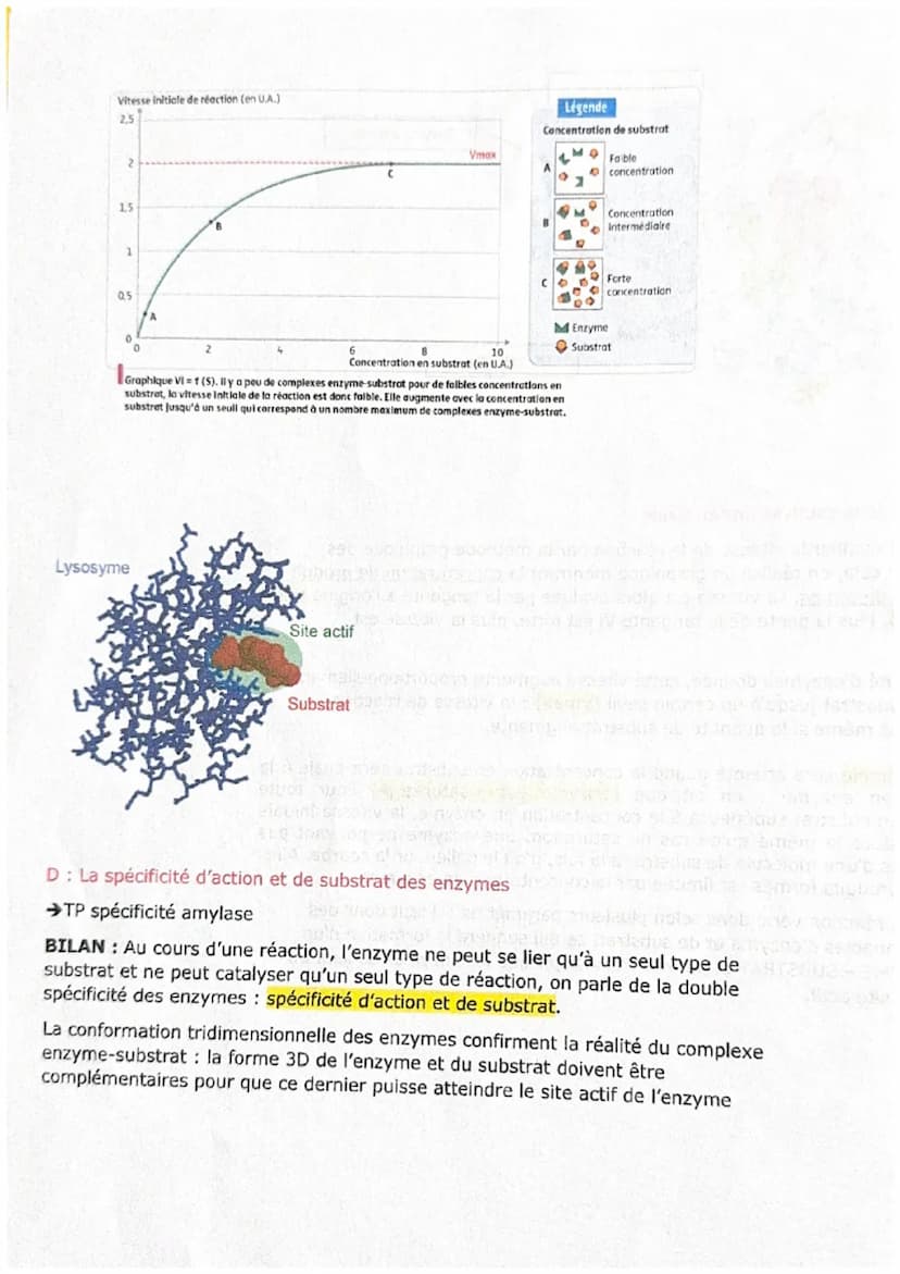 CHAPITRE 5
Les enzymes et leurs propriétés biocatalytiques
Figure 1 Amylase pancréatique porcine en complexe avec des molécules d'amidon.
A/