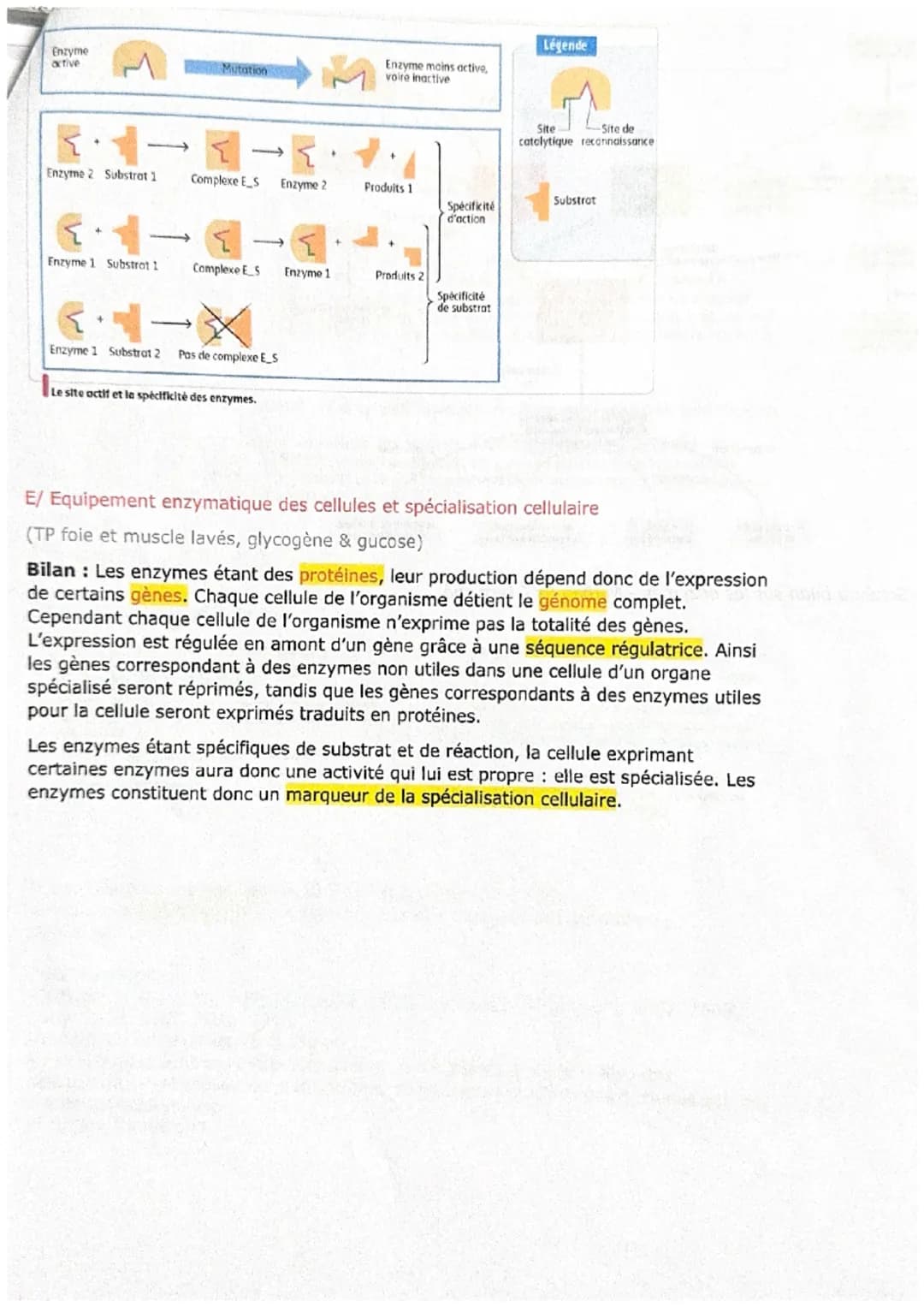CHAPITRE 5
Les enzymes et leurs propriétés biocatalytiques
Figure 1 Amylase pancréatique porcine en complexe avec des molécules d'amidon.
A/