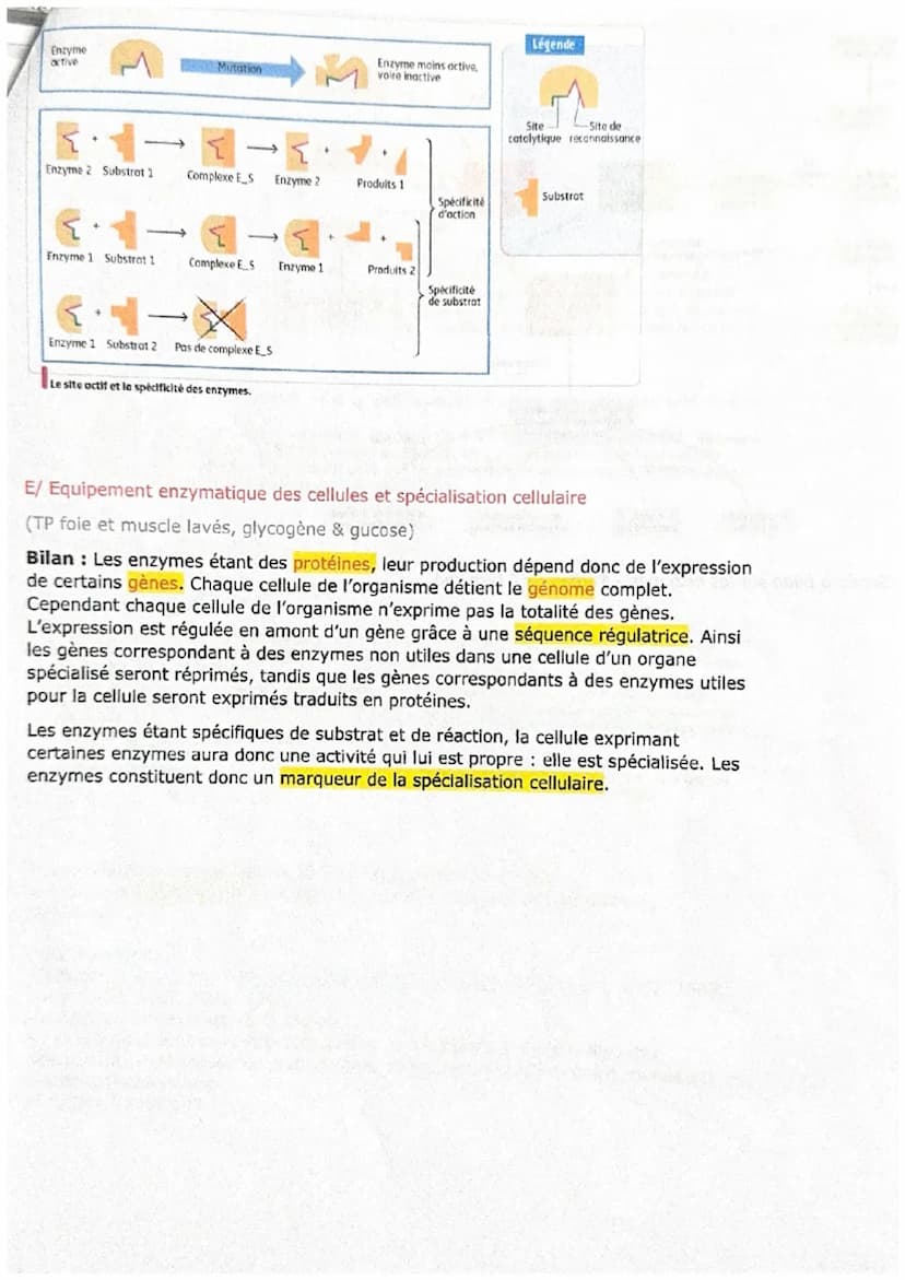 CHAPITRE 5
Les enzymes et leurs propriétés biocatalytiques
Figure 1 Amylase pancréatique porcine en complexe avec des molécules d'amidon.
A/