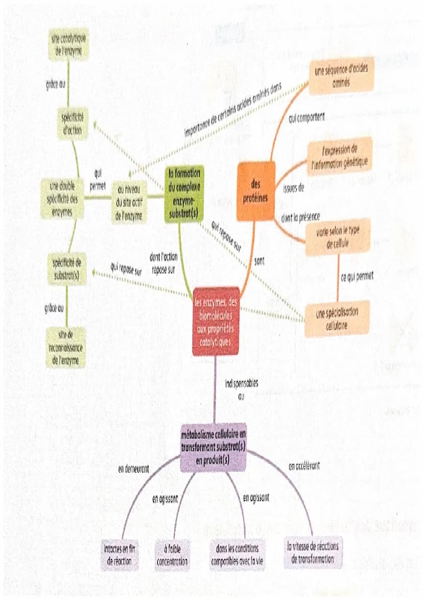 CHAPITRE 5
Les enzymes et leurs propriétés biocatalytiques
Figure 1 Amylase pancréatique porcine en complexe avec des molécules d'amidon.
A/
