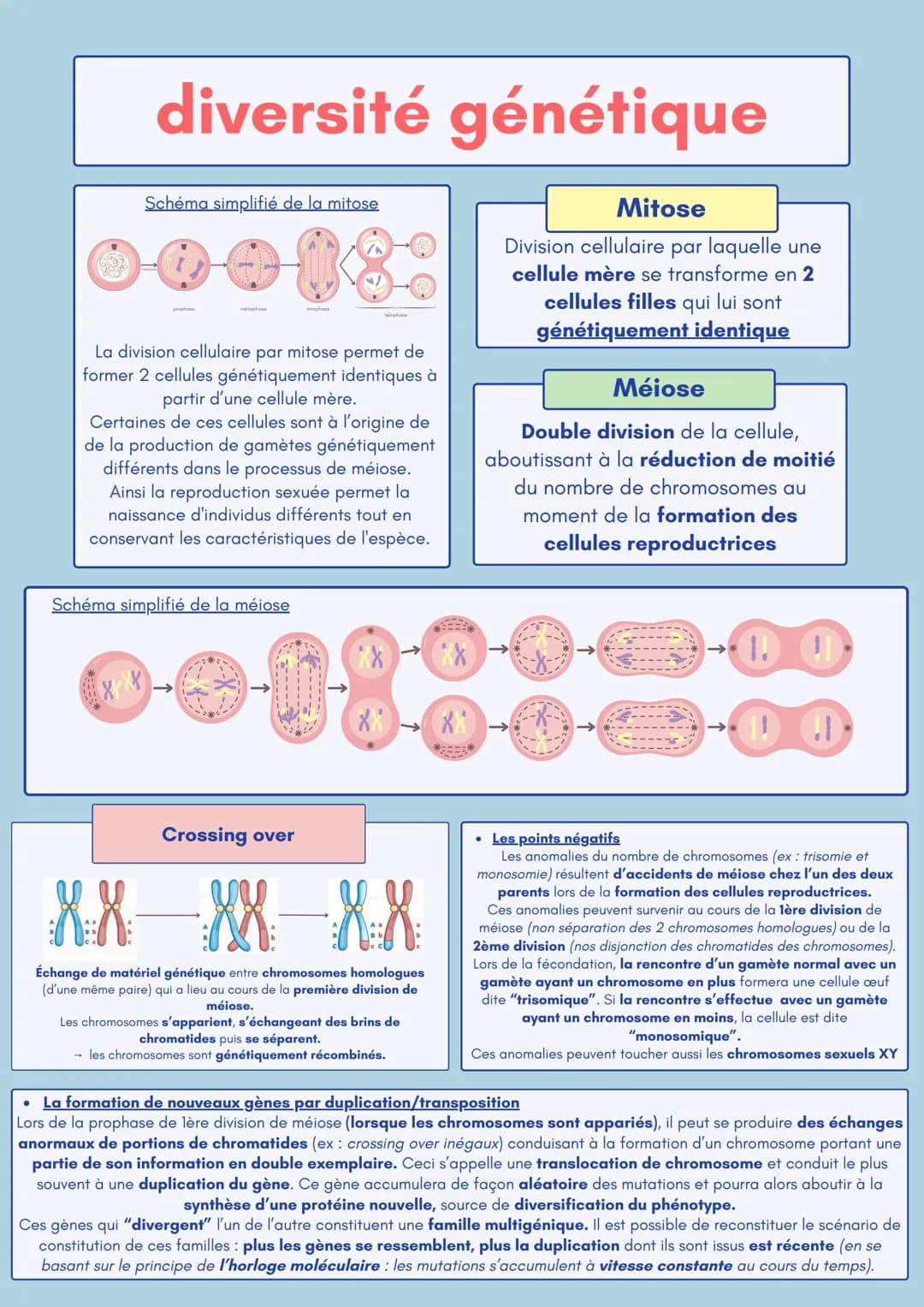diversité génétique
Schéma simplifié de la mitose
La division cellulaire par mitose permet de
former 2 cellules génétiquement identiques à
p