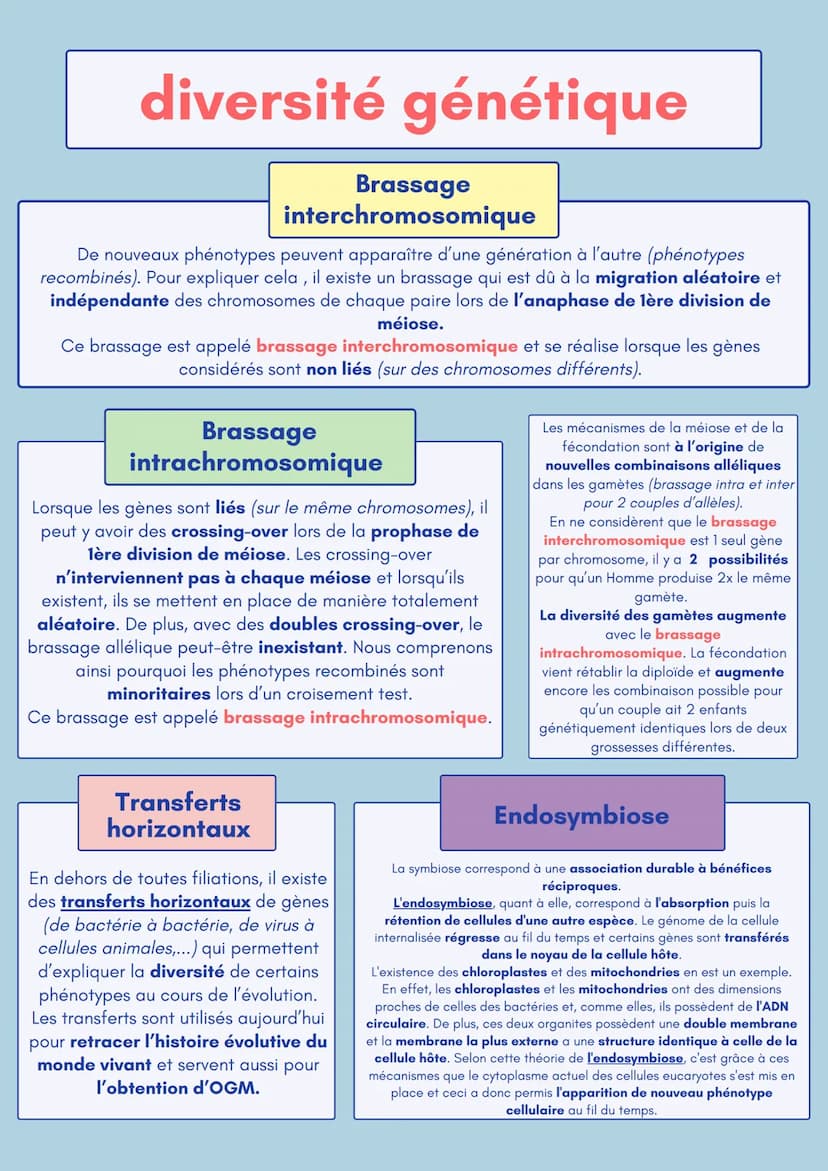 diversité génétique
Schéma simplifié de la mitose
La division cellulaire par mitose permet de
former 2 cellules génétiquement identiques à
p