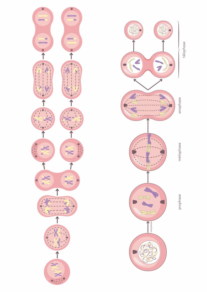 diversité génétique
Schéma simplifié de la mitose
La division cellulaire par mitose permet de
former 2 cellules génétiquement identiques à
p