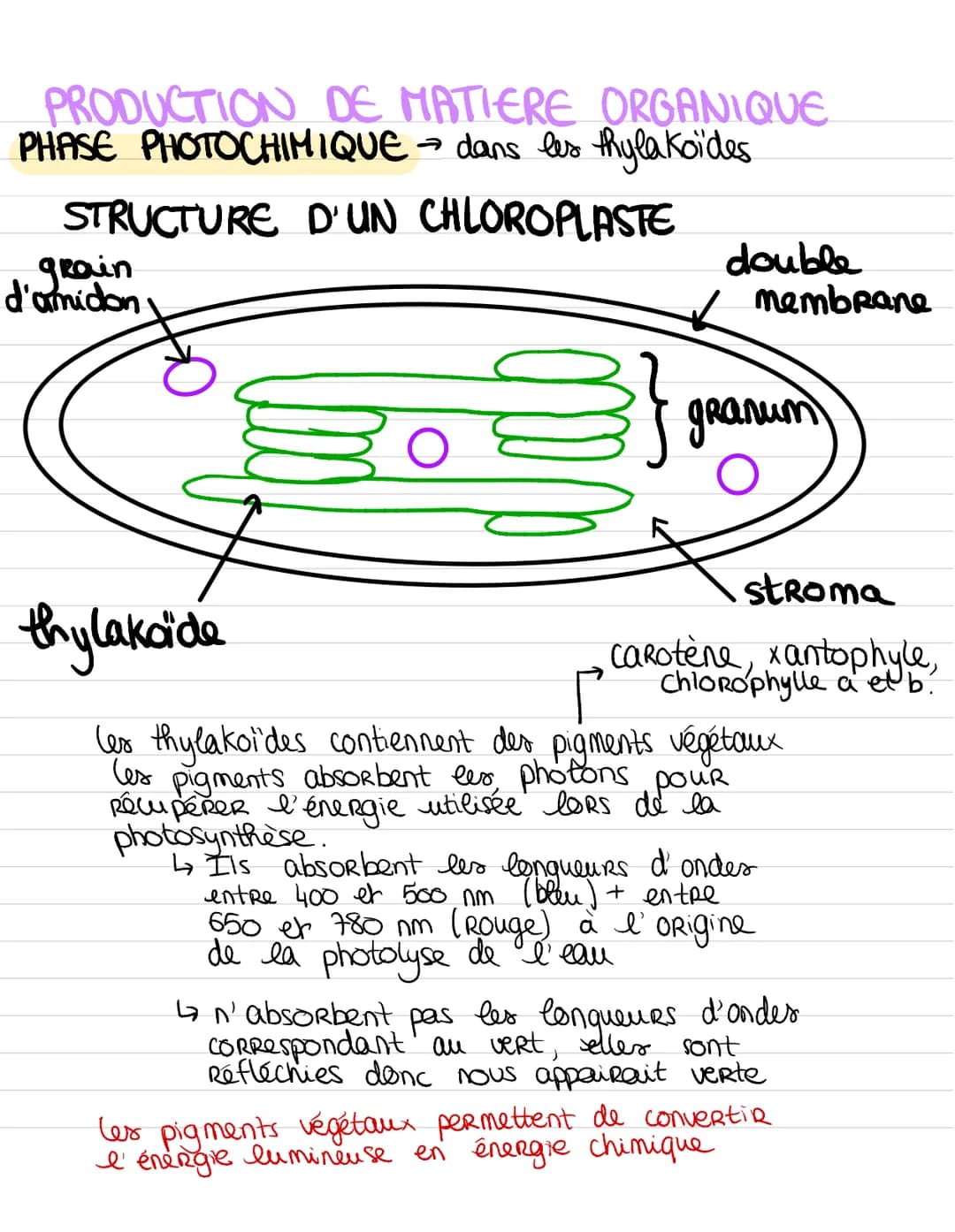 PRODUCTION DE MATIERE ORGANIQUE
PHASE PHOTOCHIMIQUE dans les thy lakoïdes.
STRUCTURE D'UN CHLOROPLASTE
grain
d'amidon
thylakcide
double
memb