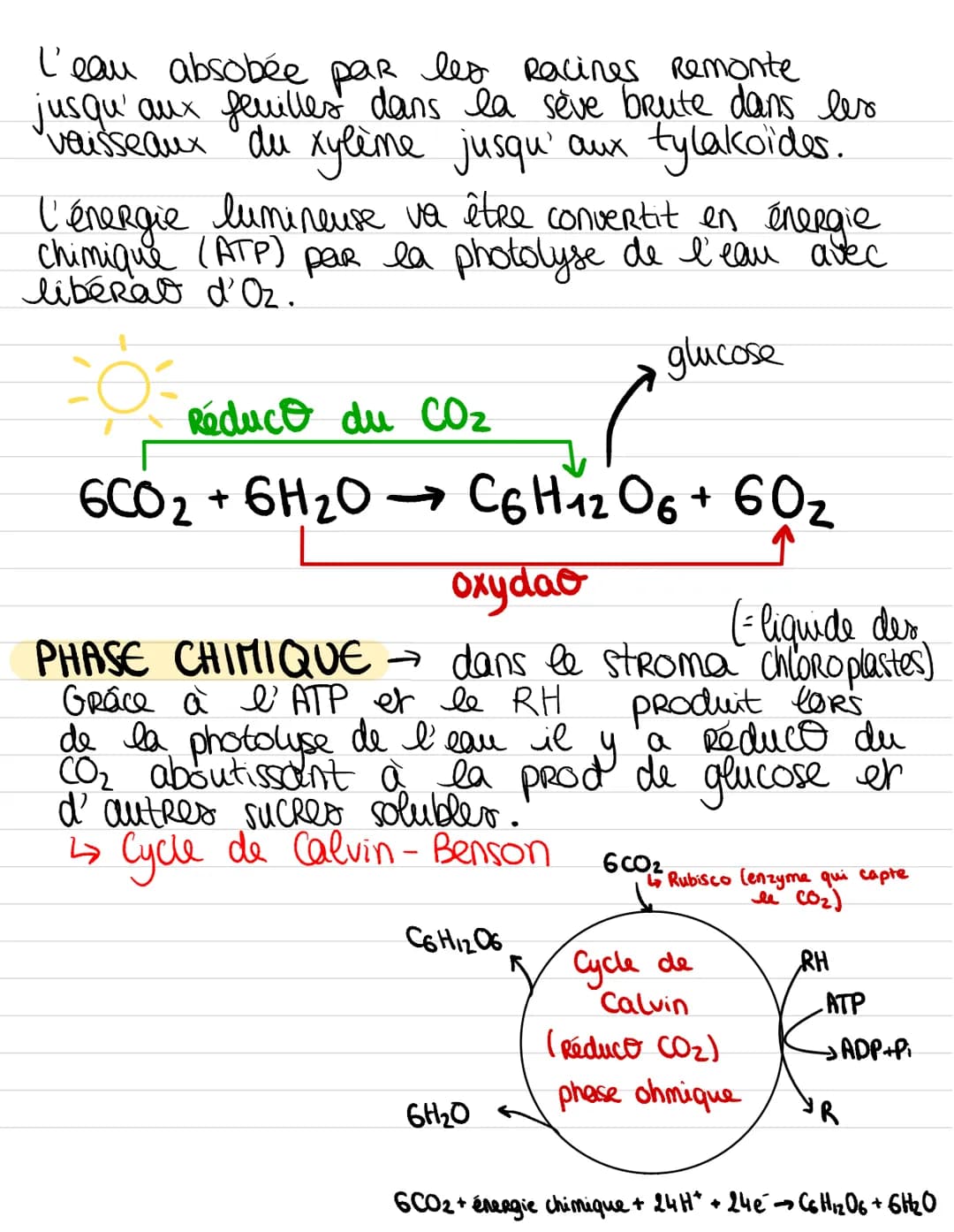 PRODUCTION DE MATIERE ORGANIQUE
PHASE PHOTOCHIMIQUE dans les thy lakoïdes.
STRUCTURE D'UN CHLOROPLASTE
grain
d'amidon
thylakcide
double
memb
