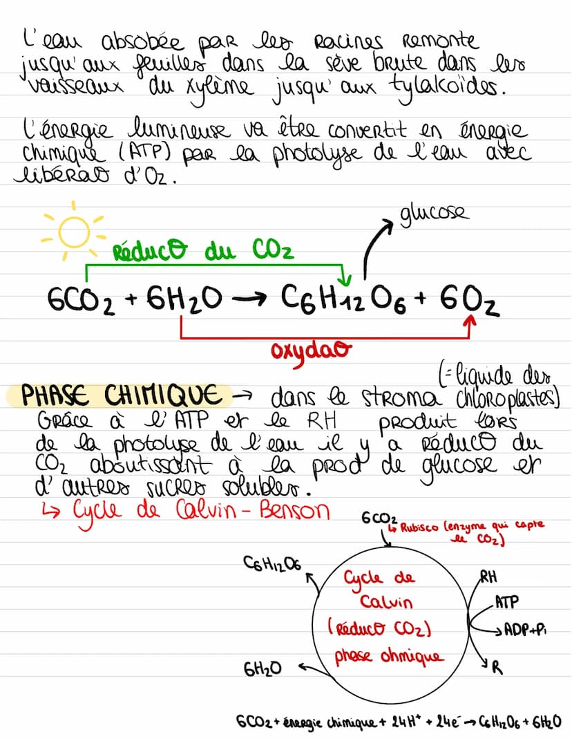 PRODUCTION DE MATIERE ORGANIQUE
PHASE PHOTOCHIMIQUE dans les thy lakoïdes.
STRUCTURE D'UN CHLOROPLASTE
grain
d'amidon
thylakcide
double
memb