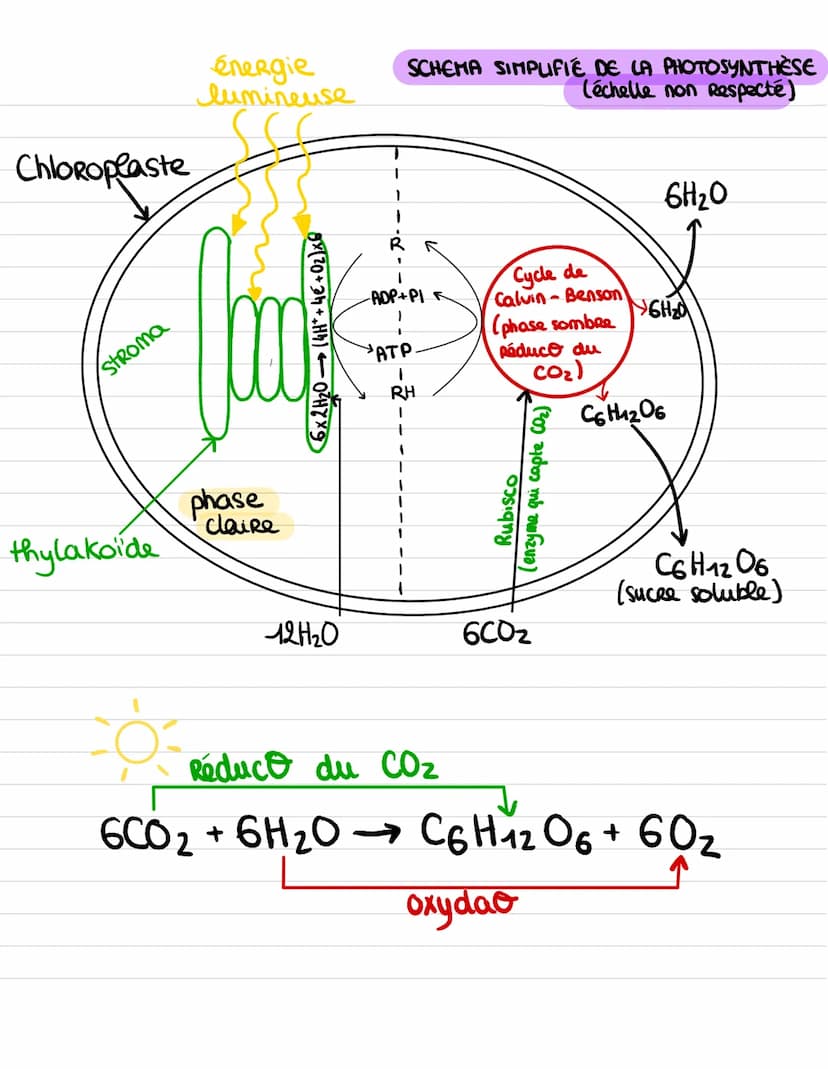 PRODUCTION DE MATIERE ORGANIQUE
PHASE PHOTOCHIMIQUE dans les thy lakoïdes.
STRUCTURE D'UN CHLOROPLASTE
grain
d'amidon
thylakcide
double
memb