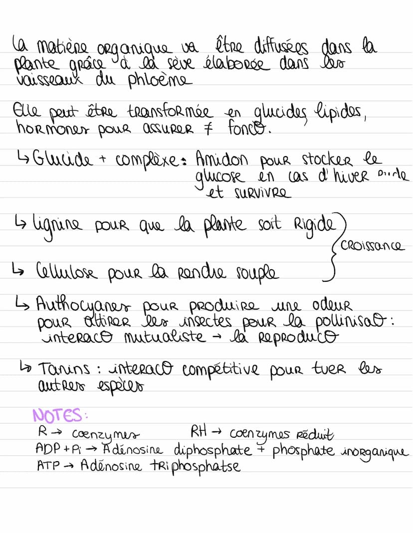 PRODUCTION DE MATIERE ORGANIQUE
PHASE PHOTOCHIMIQUE dans les thy lakoïdes.
STRUCTURE D'UN CHLOROPLASTE
grain
d'amidon
thylakcide
double
memb