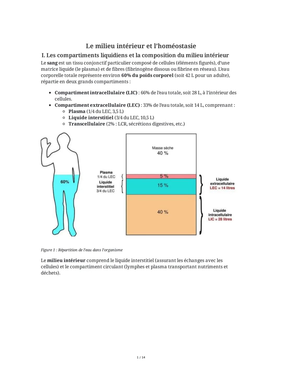 Le milieu intérieur et l'homéostasie
I. Les compartiments liquidiens et la composition du milieu intérieur
Le sang est un tissu conjonctif p