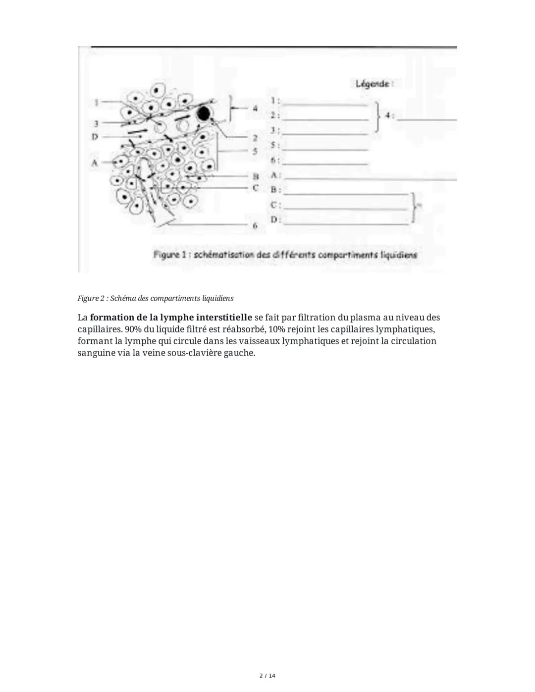 Le milieu intérieur et l'homéostasie
I. Les compartiments liquidiens et la composition du milieu intérieur
Le sang est un tissu conjonctif p