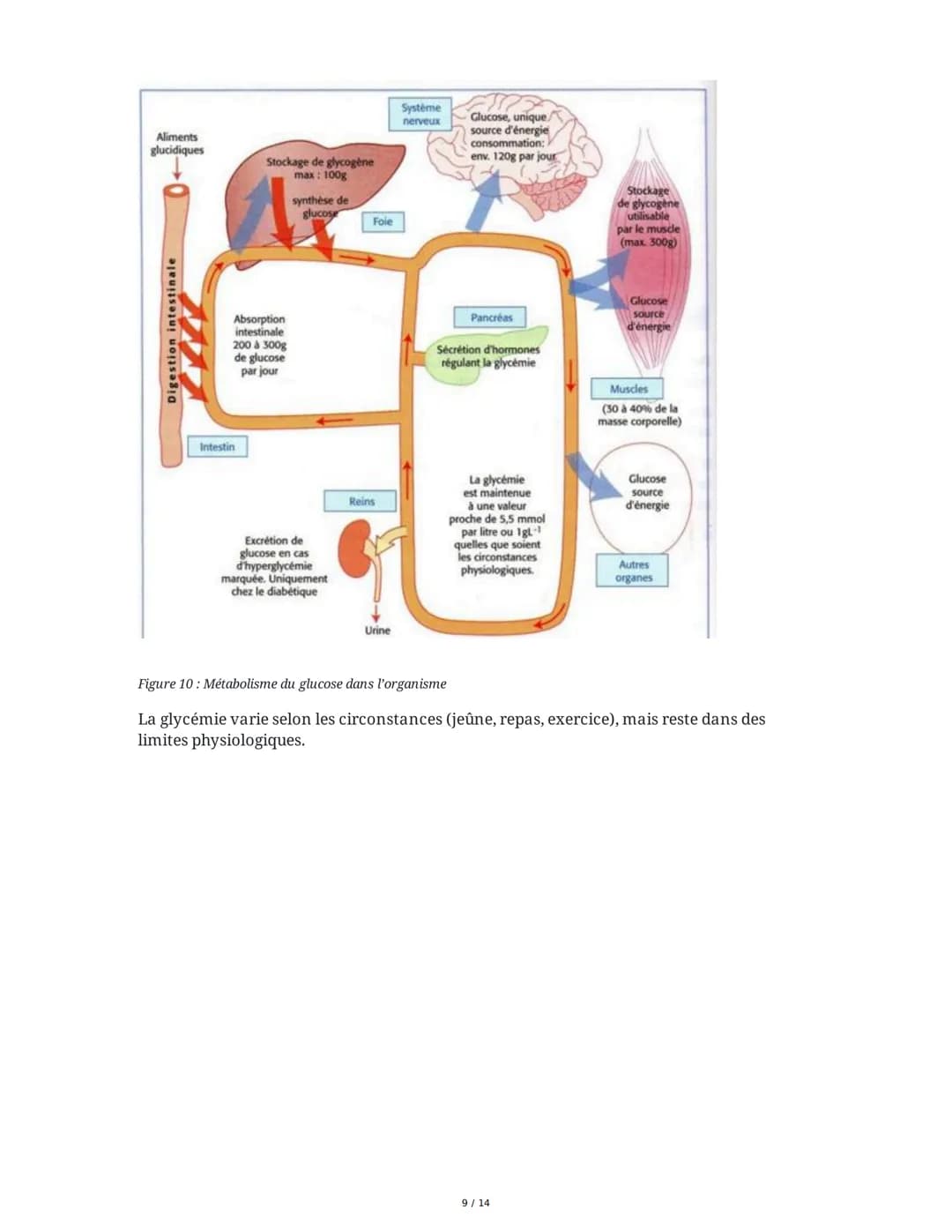 Le milieu intérieur et l'homéostasie
I. Les compartiments liquidiens et la composition du milieu intérieur
Le sang est un tissu conjonctif p