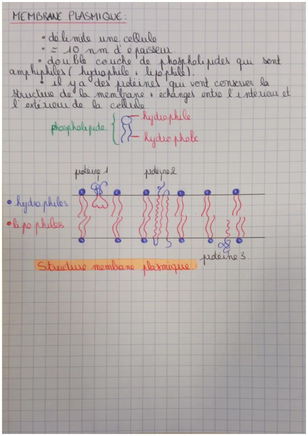 ~ La cellule ~

THEORIE CELLULAIRE:
- tous les êtres vivants sont constitués de cellule
- les cellules reviennent toutes d' une autre cellul