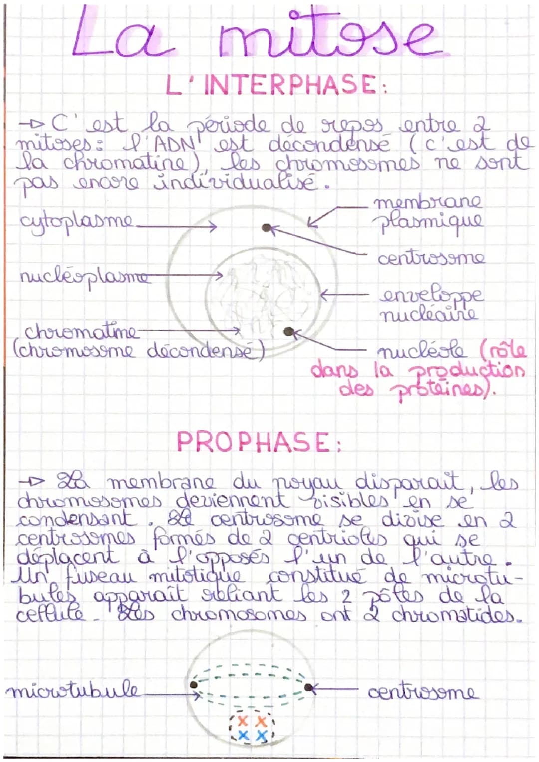 La mitose
L'INTERPHASE:
+ C'est la période de repos entre 2
mitoses: I'ADN est décondense (c'est de
la chromatine), les chromosomes ne sont
